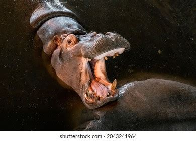 Angry hippo Images, Stock Photos & Vectors | Shutterstock