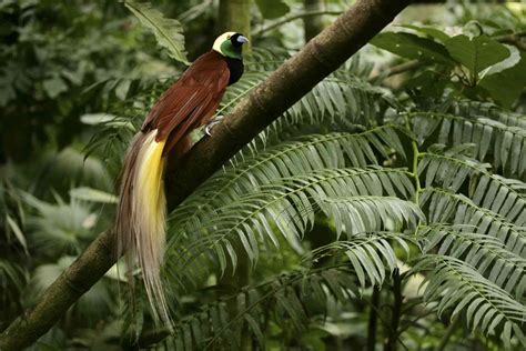 15 Birds With Spectacularly Fancy Tail Feathers