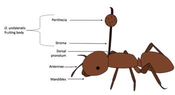 Ophiocordyceps unilateralis - Wikipedia