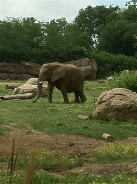 Nashville Zoo - Nashville, TN | Nashville, Zoo, Zoo animals