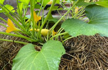 How Do I Grow Summer Squash? | Planting & Care Guide | joegardener®