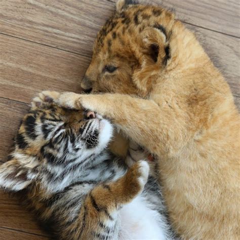 Baby Tiger & Baby Lion Become Besties | All About Japan