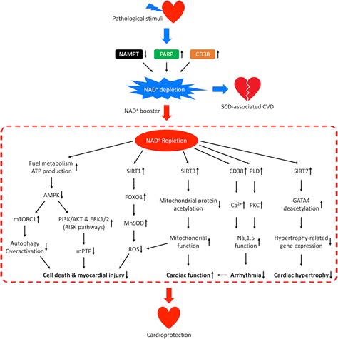 Frontiers | NAD+ Metabolism as an Emerging Therapeutic Target for Cardiovascular Diseases ...