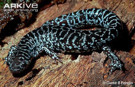 salamander patterns - Google Search | Amphibians, Animal conservation ...