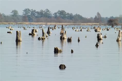 Santee Cooper Lakes - Marion and Moultrie