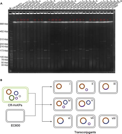 Transmission of virulence plasmids from CR-HvKP strains to E. coli... | Download Scientific Diagram