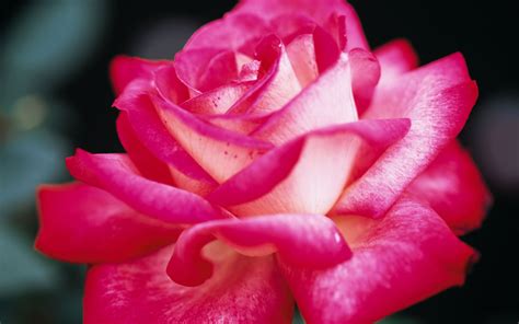 Pretty Pink Roses - Roses Wallpaper (34610935) - Fanpop