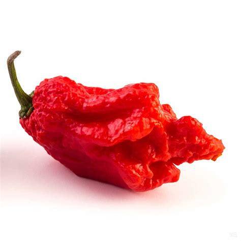 Pepper 'Carolina Reaper' — Green Acres Nursery & Supply