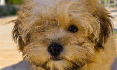 Meet The 15 Cutest Yorkies In The World - A-Z Animals