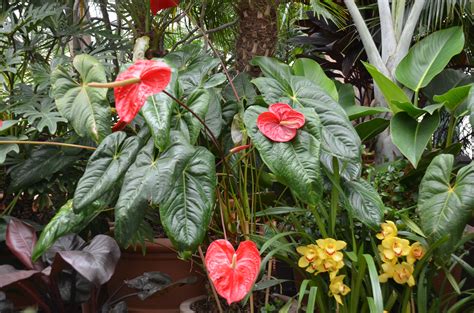 Peace Lily And Anthurium Plants Around Home Or Office | What Grows There :: Hugh Conlon ...