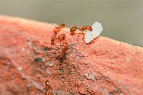 Fire ant venom might contain treatment for psoriasis