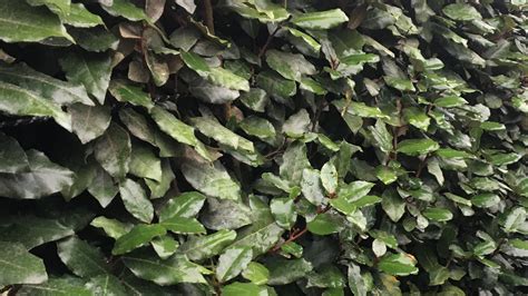 Instant Hedge Instant Hedge In Focus Elaeagnus ebbingei - Evergreen ...