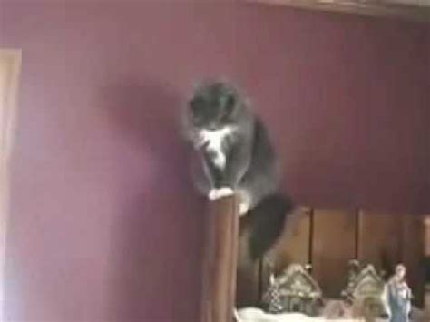 Guy yells at cats ^_^ - YouTube