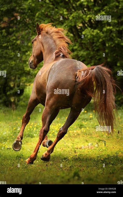 galloping arabian horse Stock Photo - Alamy