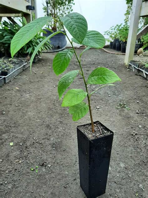 Cherimoya Fruit Tree | ubicaciondepersonas.cdmx.gob.mx