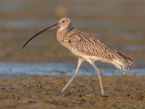 Eurasian Curlew - eBird