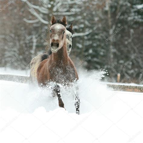 Two arabian horses running together in the snow — Stock Photo © Zuzule ...