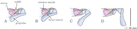 Linkage and latch catapult mechanism in the phylum Stomatopoda (species... | Download Scientific ...