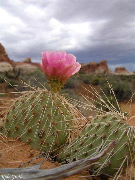 Desert Flower, a photo from Utah, West | TrekEarth | Desert flowers ...