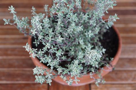 Thyme herbs spice plant in pot free image download