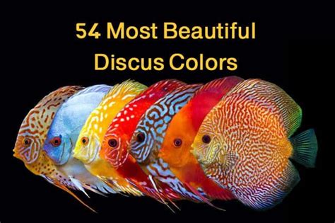 There are tons of color combinations that Discus fish comes in ...