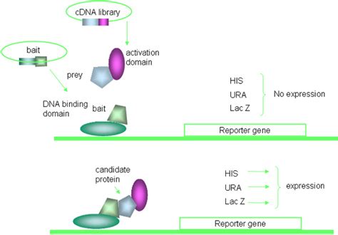 Modified Yeast-Two-Hybrid System to Identify Proteins Interacting with ...