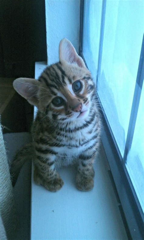 Twitter / EmrgencyKittens: Little bengal kitten ... | Bengal kitten, Cat breeds, Kittens