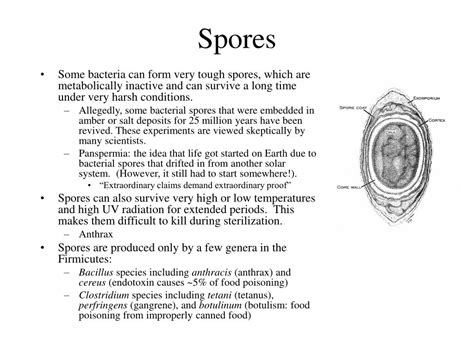 PPT - Bacterial Structure PowerPoint Presentation, free download - ID:202455