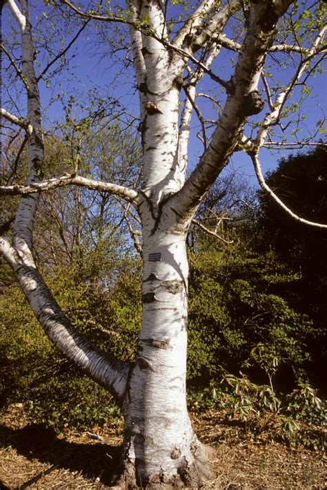 Betula papyrifera | Paper Birch | Scotts Garden Centre