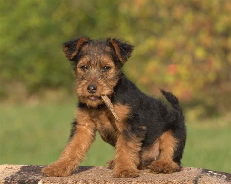 Welsh Terrier: Dog Breed Characteristics & Care