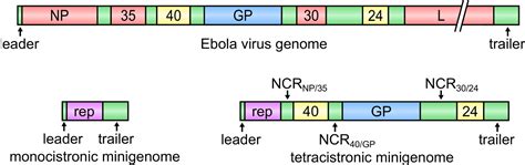 Modeling The Lifecycle Of Ebola Virus Under Biosafety Level 2 Conditions With Virus-like ...