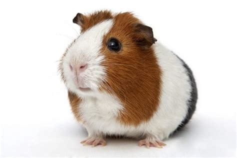 Will PetSmart Take My Guinea Pig? + How to Get Rid of Guinea Pigs