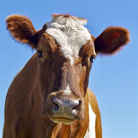 This cow’s coming apart: Photosensitivity linked to dry conditions ...