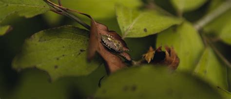 How to identify brown marmorated stink bug eggs - Urban Hawks