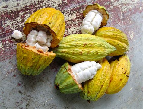 How Chocolate Is Made From Cocoa Beans | Rainforest Cruises