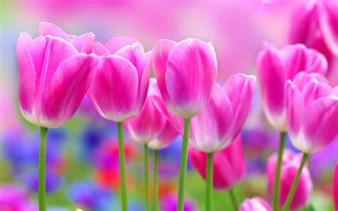 Download wallpapers pink tulips, pink spring flowers, tulips, floral background, background with ...