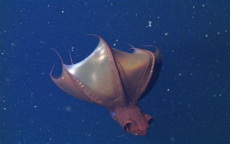 Vampire Squid – "OCEAN TREASURES" Memorial Library