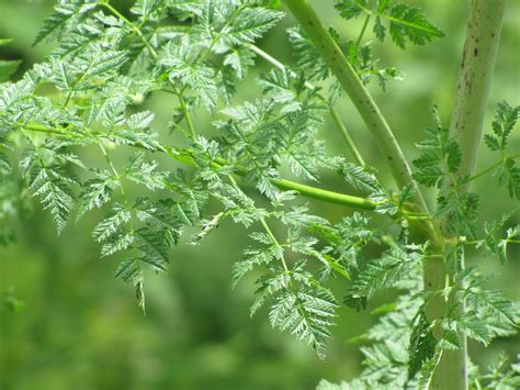 Poison Hemlock - Conium maculatum | Edible Parts: Leaves. Ed… | Flickr