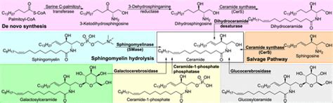 Sphingomyelin Synthesis