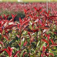 Red Tip Photinia Shrub — Green Acres Nursery & Supply