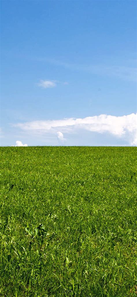 Green grass field stratus clouds blue grass iPhone X . Grass painting, Grass , Grass texture ...