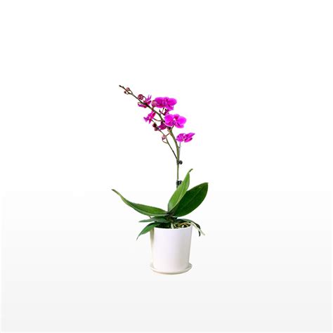 Single Stem Orchid Flower - China Flower Delivery - Rén Gifts to China