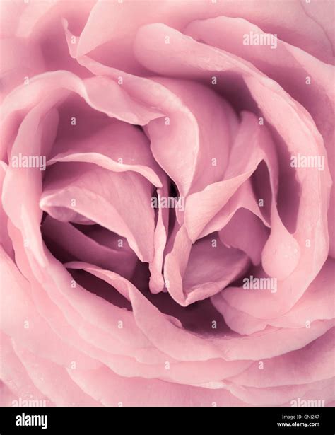 Pink Rose close up Stock Photo - Alamy