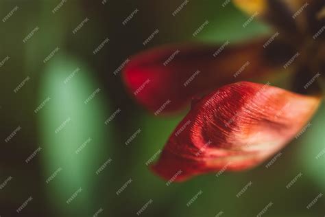 Premium Photo | Leaves and red glitter background, red tulip with glitter background