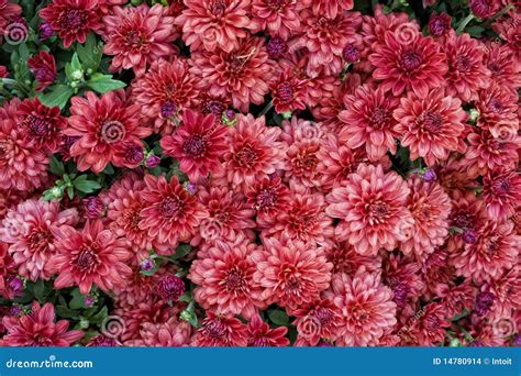 Dark Pink Autumn Mums stock photo. Image of pink, cheery - 14780914