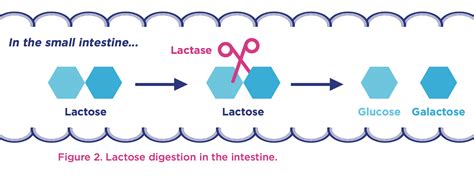 Lactose as a nutrient - Yogurt in Nutrition