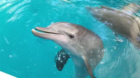 Real Pictures Of Winter The Dolphin