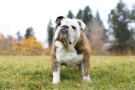 17 Calm Dog Breeds with Easygoing Personalities (With Pictures) | Reader's Digest