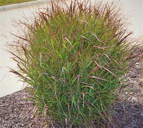 Shenandoah Switch Grass - Next Generation Landscape Nursery