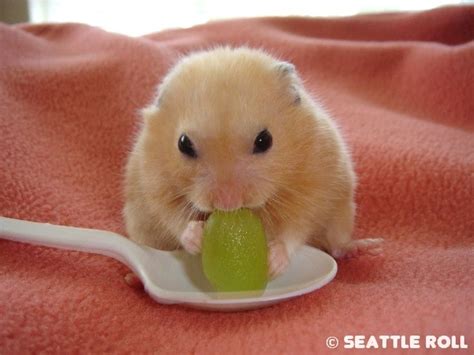 cute hamster eating grape | Animals | Pinterest